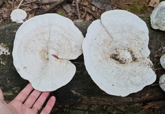 Trametes elegans