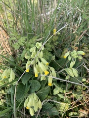 Primula veris