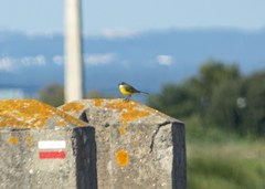 Motacilla flava iberiae
