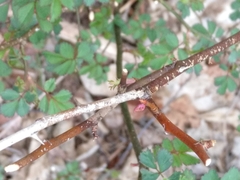 Botrytis