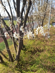 Amelanchier ovalis