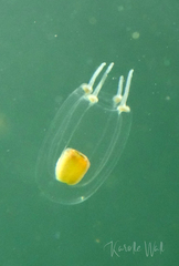 Euphysa