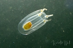 Euphysa