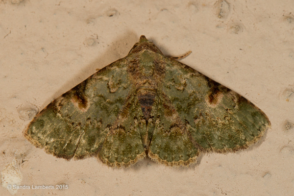 Metalectra ceyx