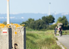 Motacilla flava iberiae