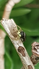 Heliophanus