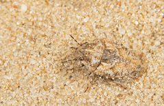 Phimodera humeralis