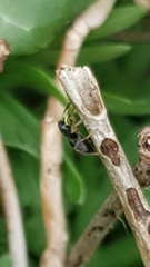 Heliophanus