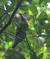 Psilopogon rafflesii