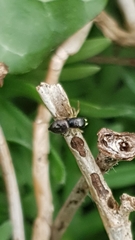 Heliophanus