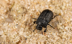 Melanimon tibiale