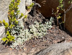 Oscularia caulescens