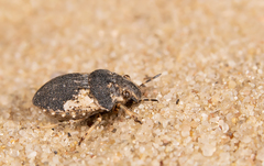 Phimodera humeralis