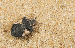 Phimodera humeralis