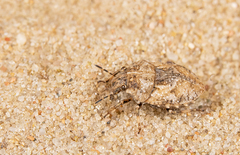 Phimodera humeralis