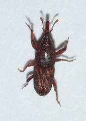 Sitophilus oryzae