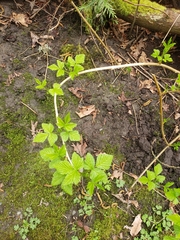 Rubus spectabilis
