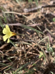 Oxalis pes-caprae sericea