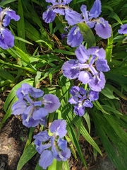 Iris tectorum