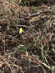 Oxalis pes-caprae sericea