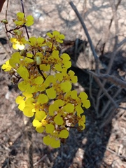 Trichocentrum brachyphyllum