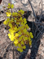 Trichocentrum brachyphyllum