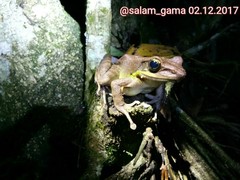 Odorrana hosii