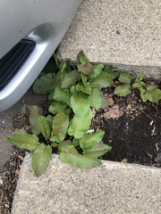 Rumex