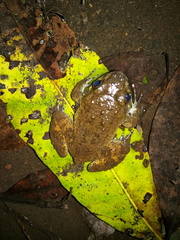 Limnonectes kuhlii