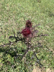 Cirsium carolinianum