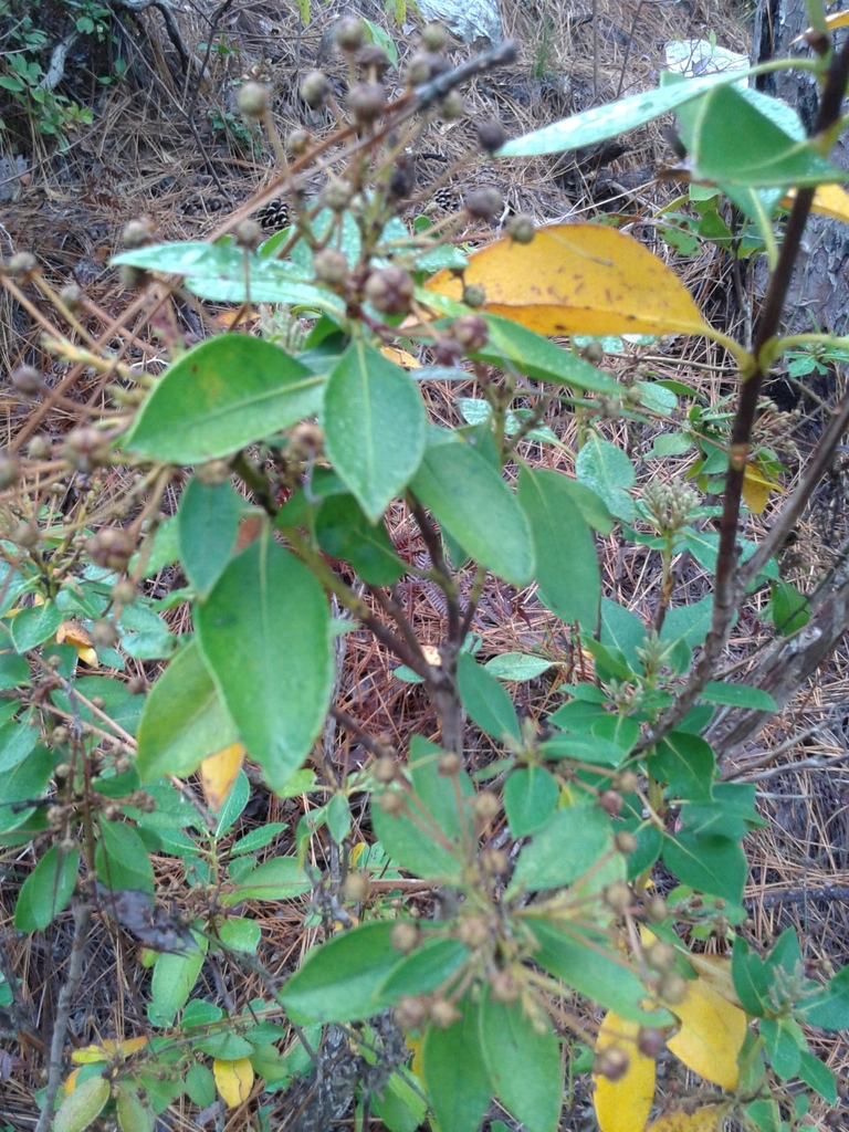 mountain laurel from Tallapoosa County, USAL, US on December 2, 2017