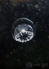 Aequorea victoria