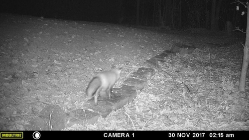 Red Fox photographed in Ohio