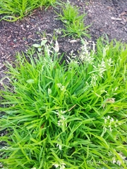 Poa annua