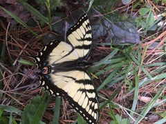 Papilio appalachiensis