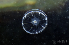 Aequorea victoria
