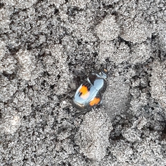 Margarinotus bipustulatus