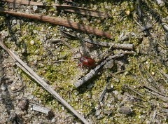 Anthonomus phyllocola