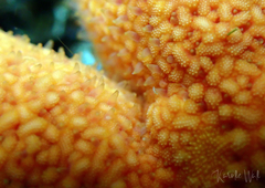 Henricia leviuscula