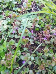 Glechoma hederacea
