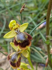 Ophrys × chobautii