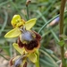 Ophrys chobautii - Photo (c) Denis Bastianelli,  זכויות יוצרים חלקיות (CC BY), הועלה על ידי Denis Bastianelli