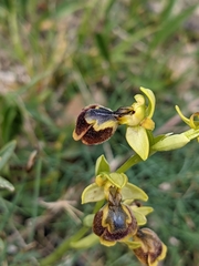 Ophrys × chobautii