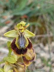Ophrys × chobautii