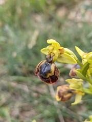 Ophrys × chobautii