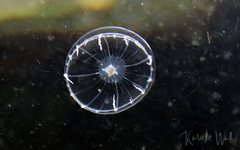 Aequorea victoria