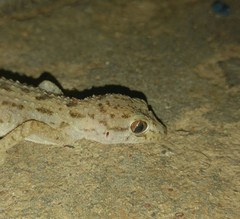 Cyrtopodion scabrum
