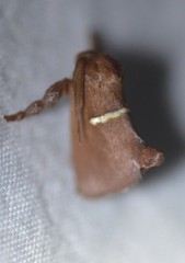 Monoleuca semifascia