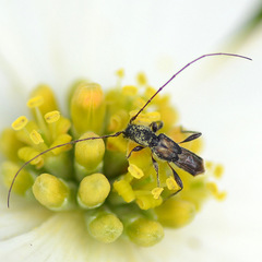 Molorchus bimaculatus