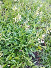 Capsella bursa-pastoris